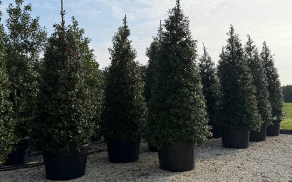Ilex aquifolium